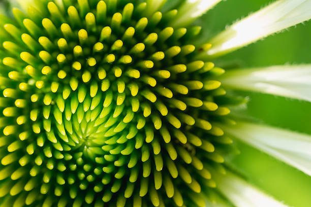 Pink Coneflower macro close up