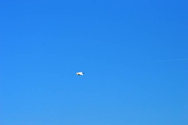 istock a white bird flies in the sky 2209206770