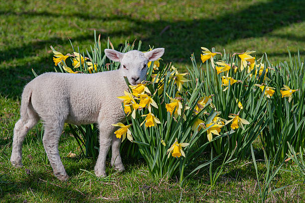 istock Newborn Lamp in daffodil field 2209209901