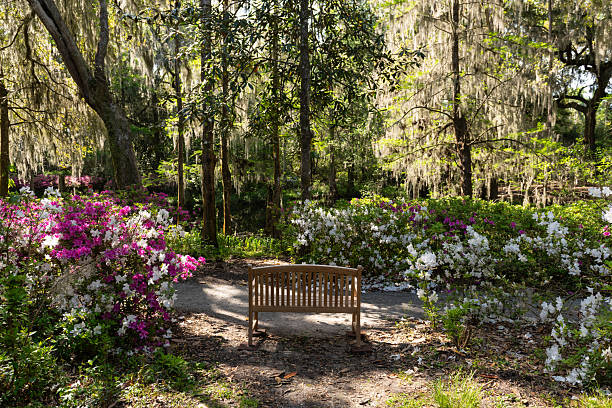 Garden Bench Among Azaleas in Bloom
