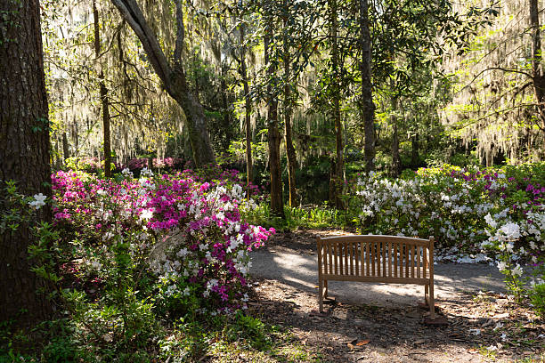 istock Garden Bench Among Azaleas in Bloom 2209209906