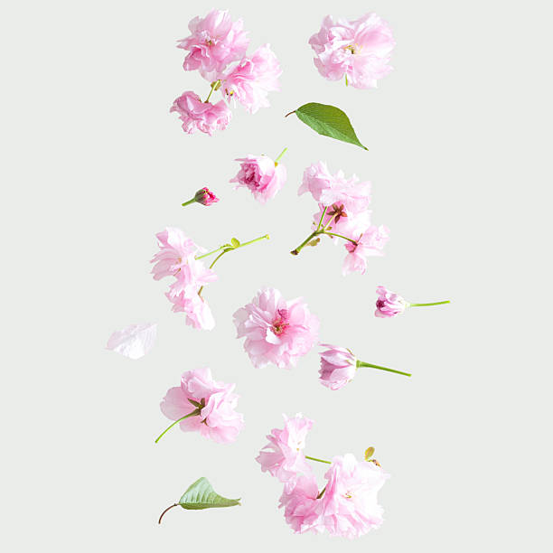 istock Spring pink flowers on a cream background. Summer aesthetic concept. 2209210983