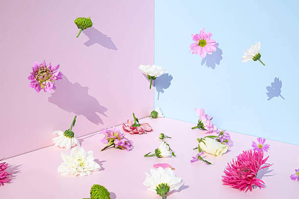 istock Spring flowers levitating on a pink and blue background. 2209211017