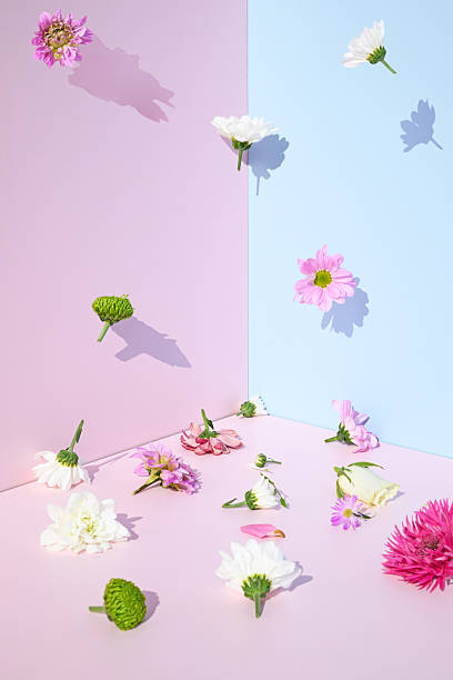 istock Spring flowers on a pink and blue background. Summer aesthetic concept. 2209211060