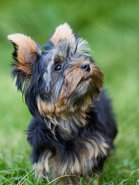 istock Yorkshire Terrier gazing upwards, with a fluffy black and tan coat, outdoors on green grass 2209211067
