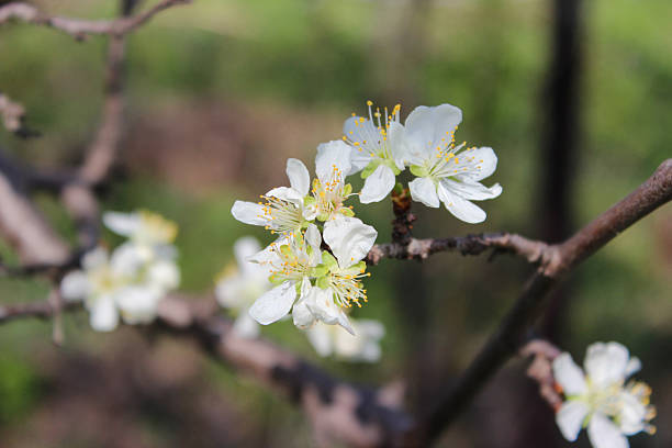 istock Close-up of white plum tree branches blossom in spring 2209211159