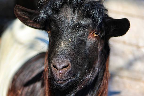 istock Close-Up of a goat 2209211367