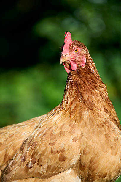 istock Brown chicken with vibrant red comb and detailed feathers, looking to the side. 2209212232