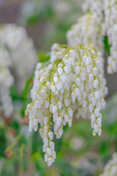 Delicate white blossoms dangle from green branches in a vibrant garden.