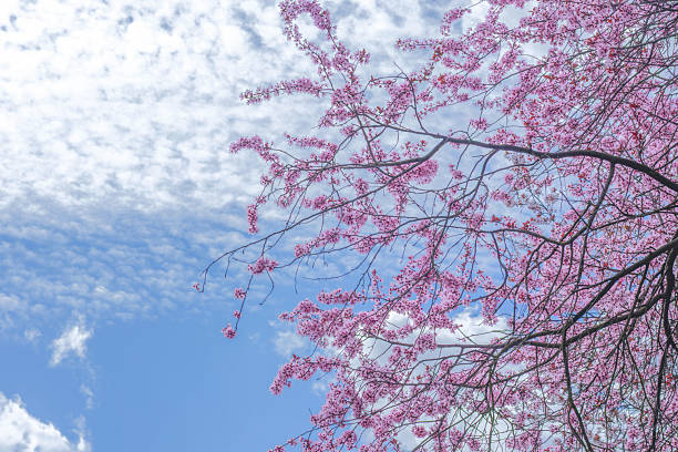 Pink flower branches extend towards a clear blue sky dotted with clouds.
