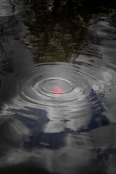 Red carp fish swims in still water, causing gentle ripples and reflections.