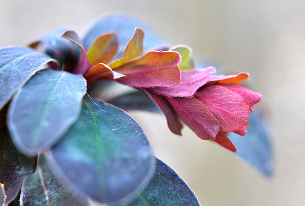 In the spring in the forest in the wild grows milkweed (Euphorbia amygdaloides)