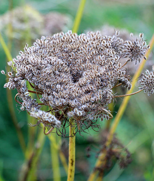 istock Carrot umbrellas (Daucus carota subsp. sativus) with ripe seeds 2209217013