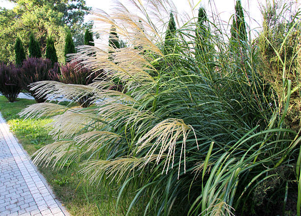 istock Chinese miscanthus (Miscanthus sinensis) is used in landscaping 2209217150