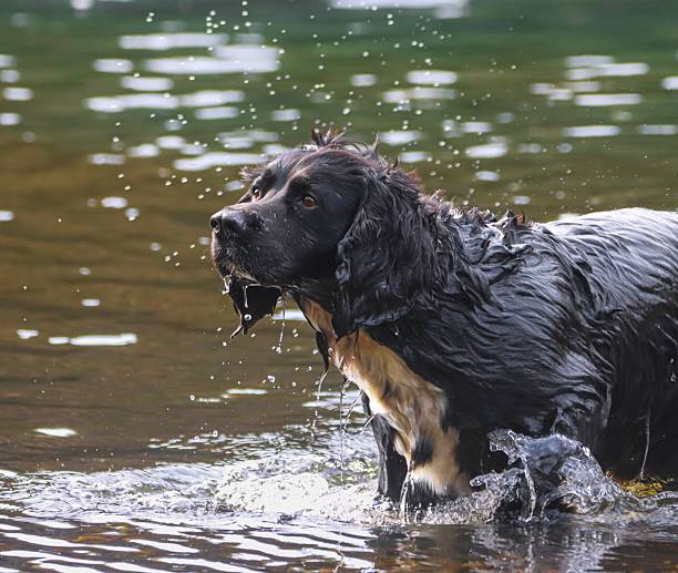 istock Wet dog shaking off water in a river. 2209217797