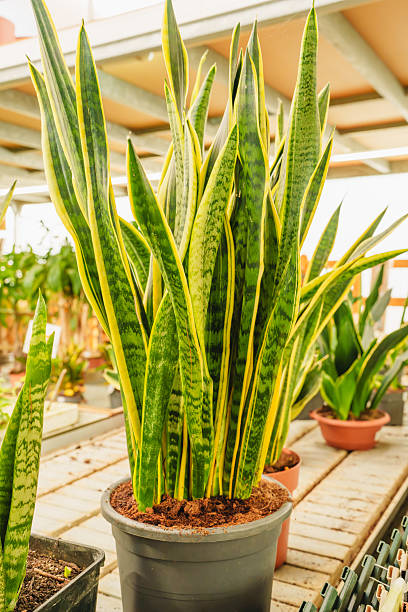 istock Tall snake plant in a black plastic pot placed on a display table indoors. 2209218306