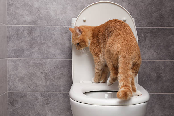 istock Cute cat on toilet bowl in bathroom 2209219981