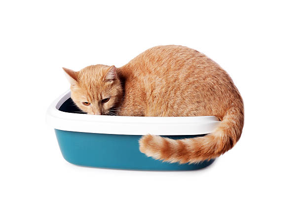 istock Cute ginger cat in litter tray on white background 2209220027