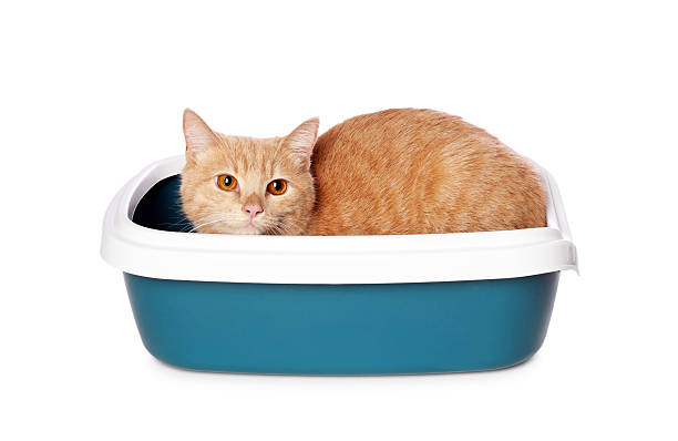 istock Cute ginger cat in litter tray on white background 2209220082