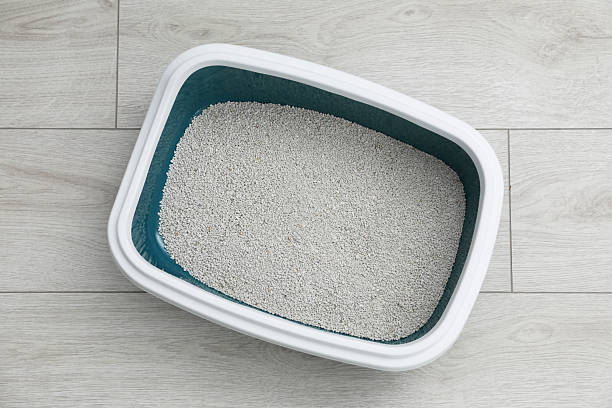 istock Cat tray with clumping litter on floor indoors, top view 2209220142