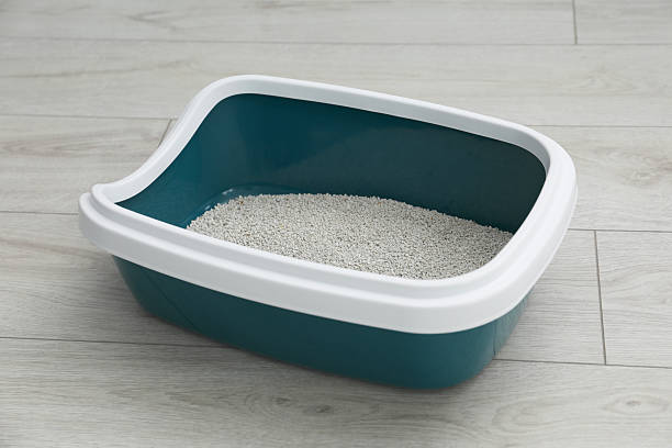 istock Cat tray with clumping litter on floor indoors 2209220161
