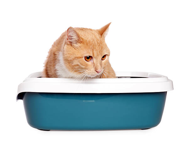 istock Cute ginger cat in litter tray on white background 2209220180