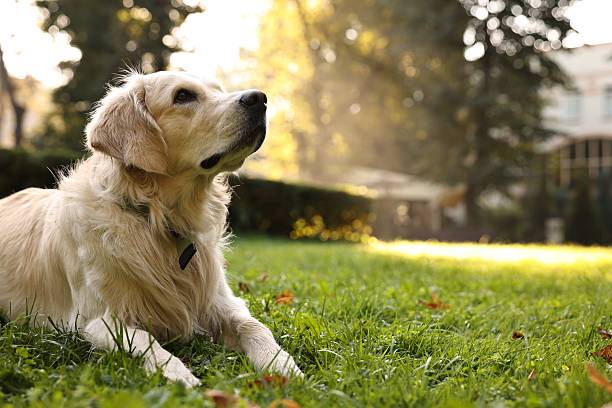 istock Cute Golden Retriever dog on green grass outdoors, space for text 2209222769