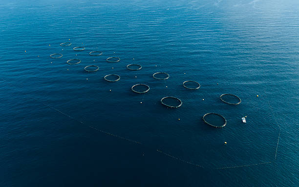 istock Tuna fish farm, rings. Mediterranean sea. Drone view 2209224742