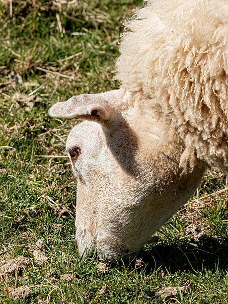 Senior Female Sheep Nibbling On Grass (Side View).
