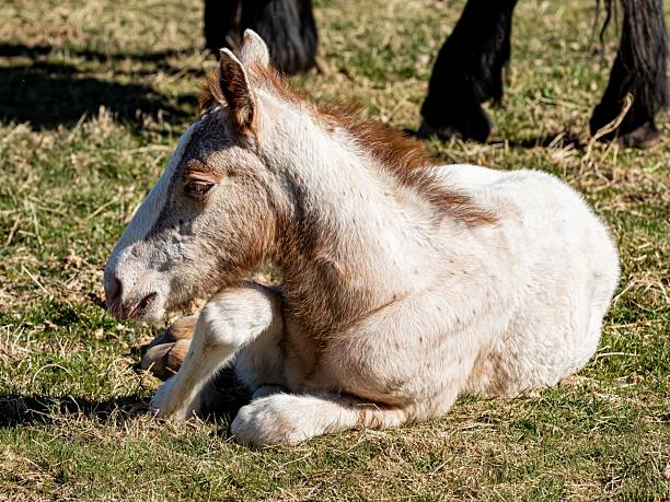 istock Fell Pony Position Itself To Stand. 2209229116