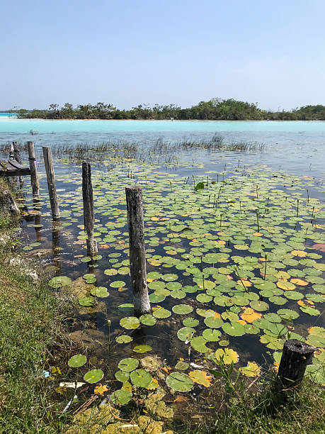 istock Turquoise coloured lagoon, Bacalar 2209229417