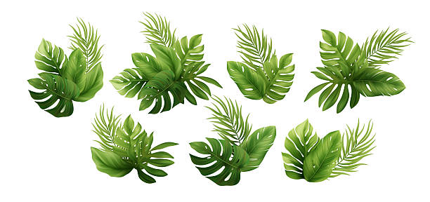 istock Vector Illustration of Tropical Green Leaves Arrangement on White Background Featuring Exotic Palms and Monstera Leaves for Natural and Summer Themes 2209230849