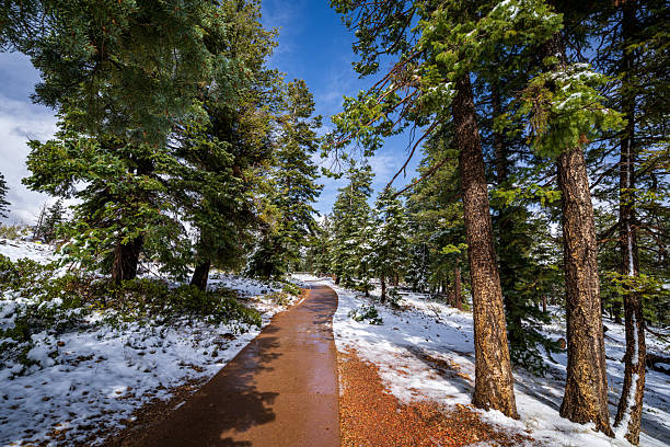 Snowy Woodlands at Bryce Canyon National Park in Utah