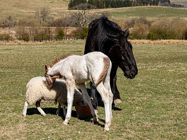 Fell Pony Foal Nuzzles Ewe After Chase.