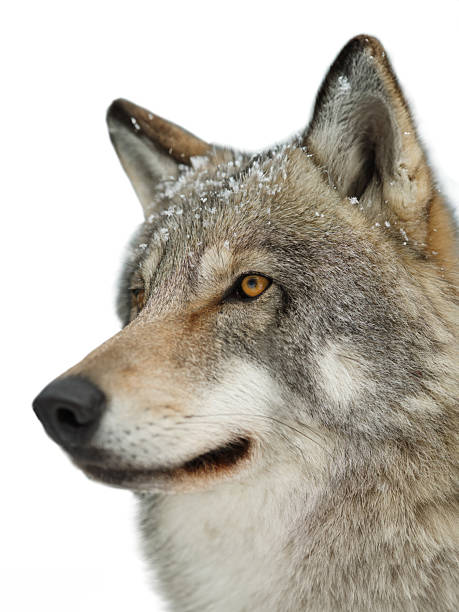 istock Gray wolf portrait isolated on white background 2209233119