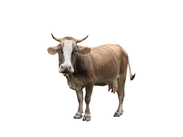 istock brown cow isolated on a white background 2209233284