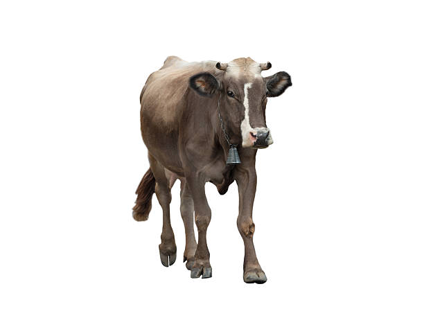 istock brown cow isolated on a white background 2209233313
