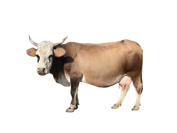 istock brown cow isolated on a white background 2209233320