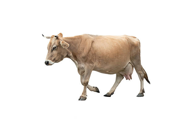 istock walking cow isolated on a white background 2209233403