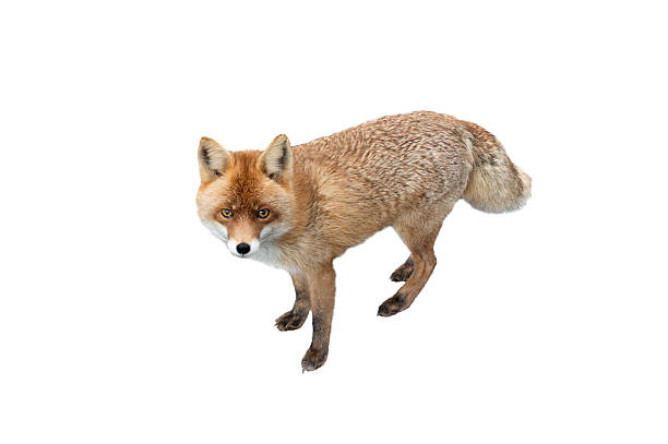 istock beautiful fox of orange color isolated on white background 2209233452