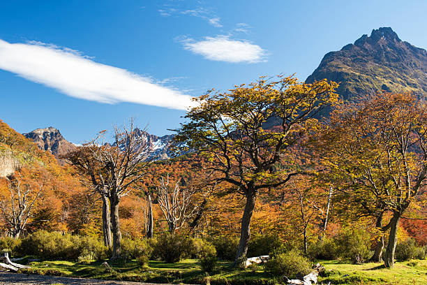 Forest in the Ushuaia region in the extreme south of South America