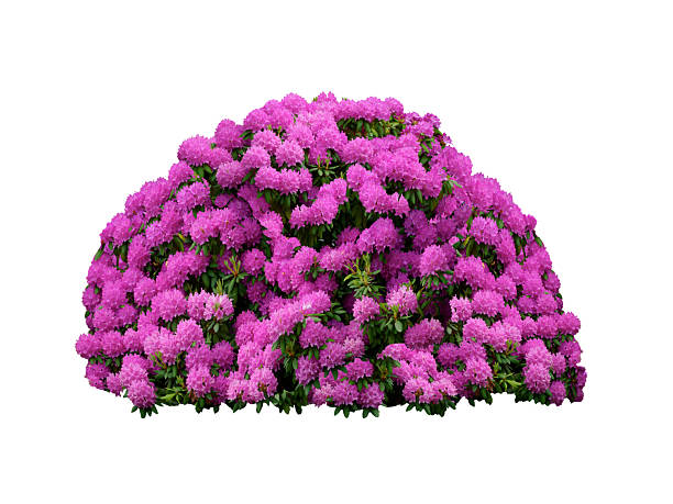 Free picture: rhododendron flower, petal, leaf, garden, nature, plant, pink
