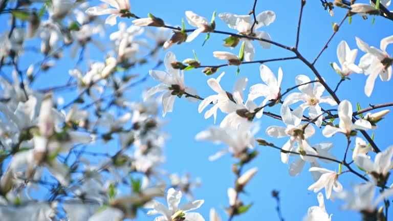 Beautiful white flowers Magnolia kobus. mokryeon, kobus magnolia, kobushi magnolia.