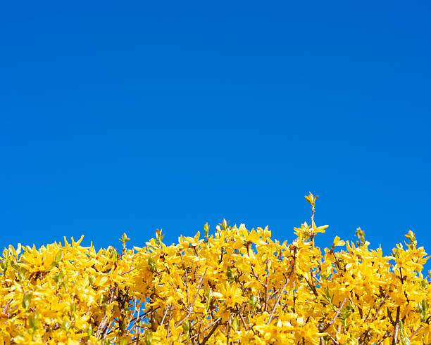Spring flower background of Yellow Forsythia Lynwood a spring flowering shrub over clear blue sky in sunny morning,Image Beautiful first spring flowers in English garden,Nature background for Easter