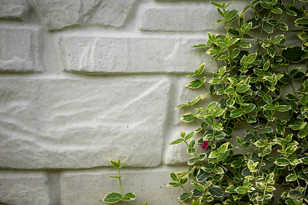 istock Lush green euonymus foliage with variegated leaves grows against a light-colored brick wall 2209236590