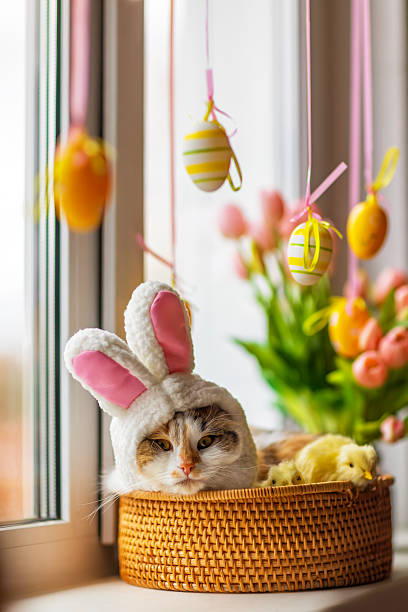 istock funny cute cat lying in basket on windowsill among flowers and colorful easter eggs 2209236899