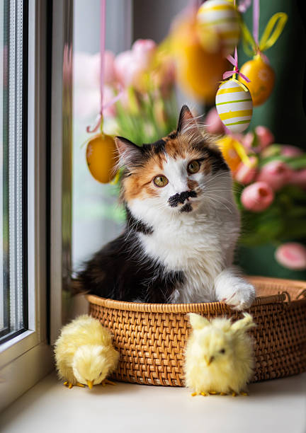funny cute kitten sitting in a basket on a windowsill among flowers and colorful easter eggs