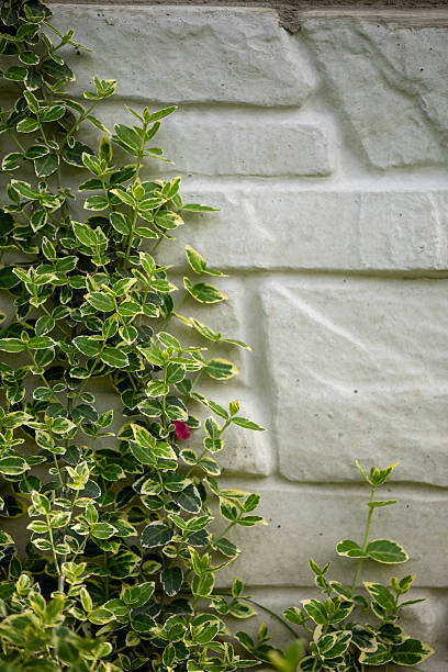 istock Lush green euonymus foliage with variegated leaves grows against a light-colored brick wall 2209238227