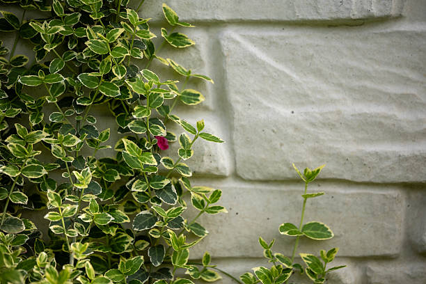 istock Lush green euonymus foliage with variegated leaves grows against a light-colored brick wall 2209238241