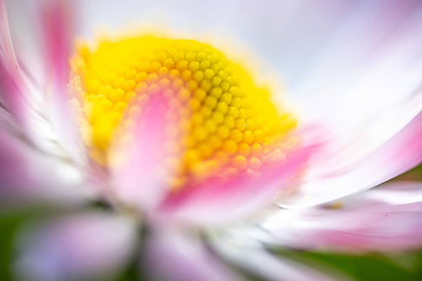A macro shot and slightly blurred view of a pink and white daisy (Bellis perennis) with a bright yellow disc floret